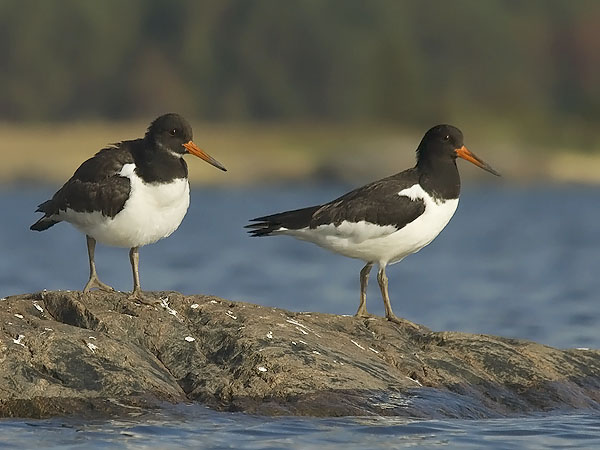 Meriharakka, Eurasian Oystercatcher, Haematopus ostralegus